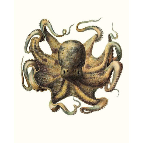 Antique Octopus Collection VII Gold Ornate Wood Framed Art Print with Double Matting by Unknown