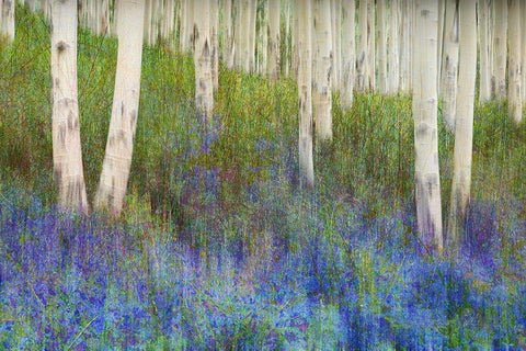 Aspen Forest Floor White Modern Wood Framed Art Print with Double Matting by Vest, Chris