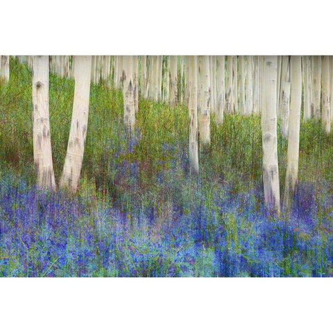 Aspen Forest Floor Black Modern Wood Framed Art Print by Vest, Chris