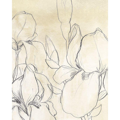 Iris Garden Sketch I Black Modern Wood Framed Art Print with Double Matting by Vess, June Erica