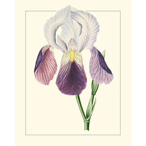 Purple Irises I Gold Ornate Wood Framed Art Print with Double Matting by Unknown