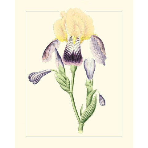 Purple Irises II Black Modern Wood Framed Art Print with Double Matting by Unknown