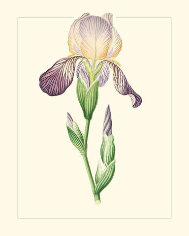 Purple Irises III Black Ornate Wood Framed Art Print with Double Matting by Unknown