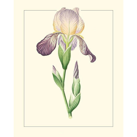 Purple Irises III Gold Ornate Wood Framed Art Print with Double Matting by Unknown