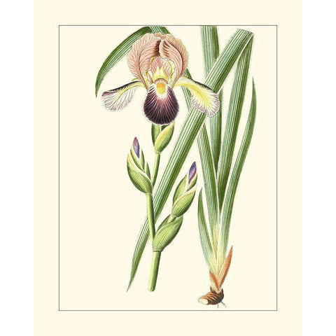 Purple Irises IV Gold Ornate Wood Framed Art Print with Double Matting by Unknown