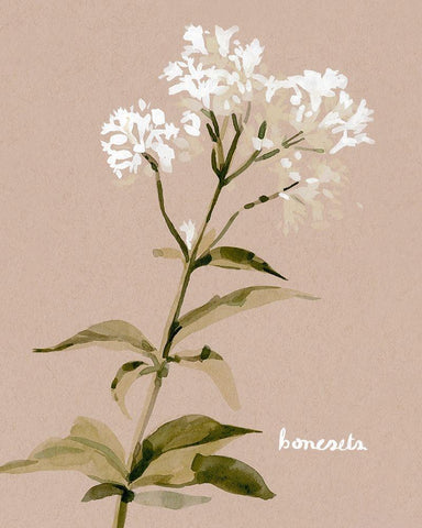 White Bonesets I White Modern Wood Framed Art Print with Double Matting by Caroline, Emma