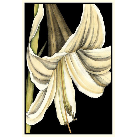 Graphic Lily IV Gold Ornate Wood Framed Art Print with Double Matting by Goldberger, Jennifer