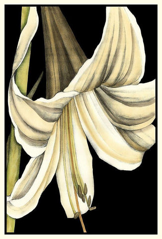 Graphic Lily IV Black Ornate Wood Framed Art Print with Double Matting by Goldberger, Jennifer