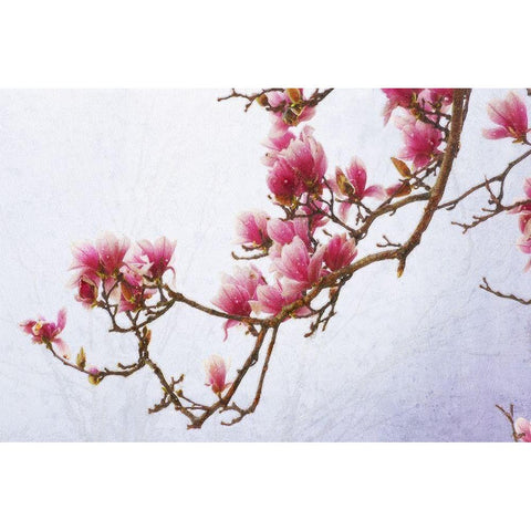 Painted Magnolias II Black Modern Wood Framed Art Print with Double Matting by Vest, Chris