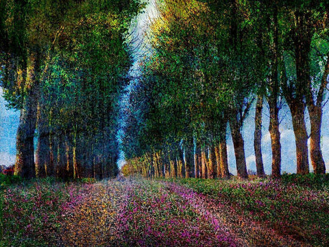 Row of Trees Provence White Modern Wood Framed Art Print with Double Matting by Vest, Chris