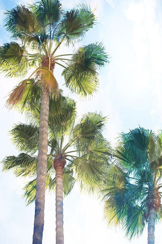 Palmetto II White Modern Wood Framed Art Print with Double Matting by Hartson-Weddle, Ryan