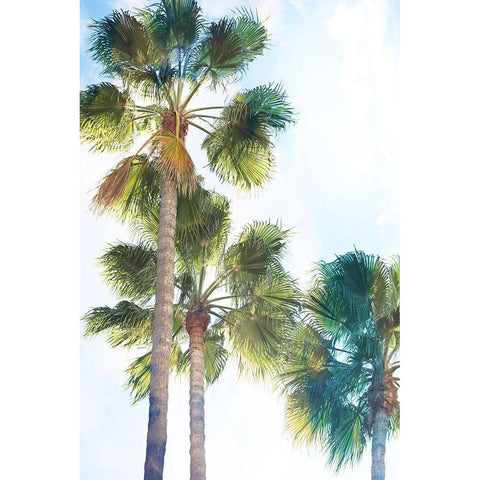 Palmetto II Black Modern Wood Framed Art Print by Hartson-Weddle, Ryan