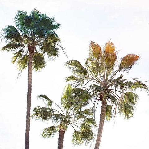 Palmetto III Black Ornate Wood Framed Art Print with Double Matting by Hartson-Weddle, Ryan