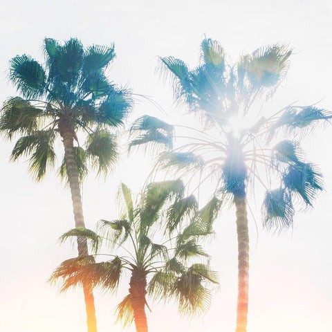 Palmetto IV White Modern Wood Framed Art Print by Hartson-Weddle, Ryan