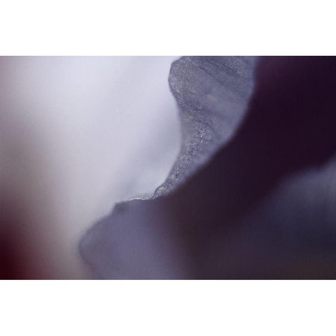 Haunting I White Modern Wood Framed Art Print by Stalus, Judy