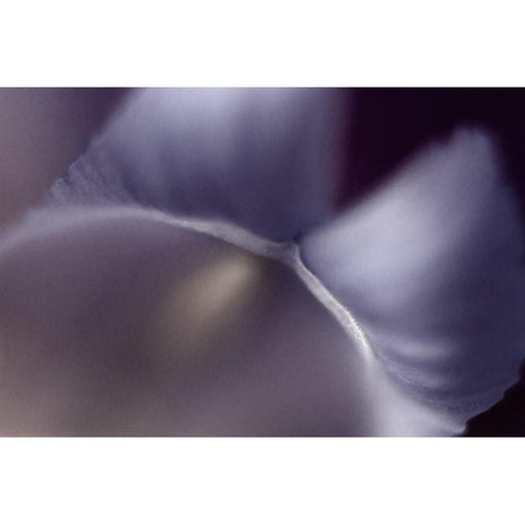 Haunting II Black Modern Wood Framed Art Print with Double Matting by Stalus, Judy