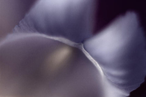 Haunting II White Modern Wood Framed Art Print with Double Matting by Stalus, Judy