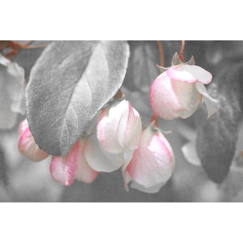 Gray Velvet I Gold Ornate Wood Framed Art Print with Double Matting by Stalus, Judy