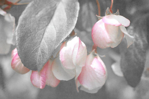 Gray Velvet I White Modern Wood Framed Art Print with Double Matting by Stalus, Judy