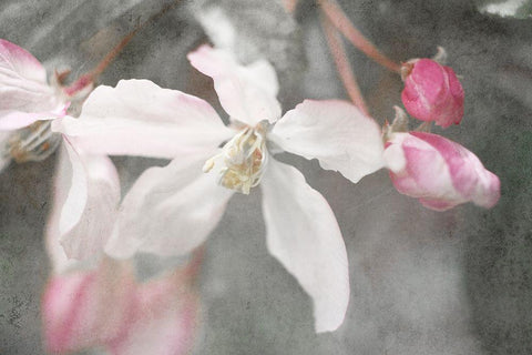 Gray Velvet II Black Ornate Wood Framed Art Print with Double Matting by Stalus, Judy