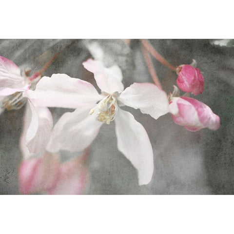 Gray Velvet II White Modern Wood Framed Art Print by Stalus, Judy