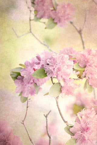 Reaching for the Sky I Black Ornate Wood Framed Art Print with Double Matting by Stalus, Judy