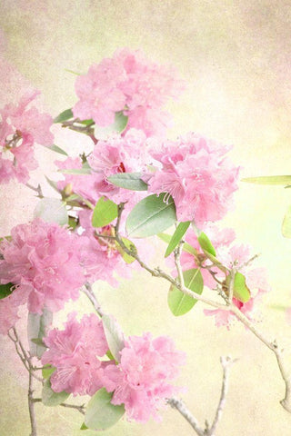 Reaching for the Sky II Black Ornate Wood Framed Art Print with Double Matting by Stalus, Judy