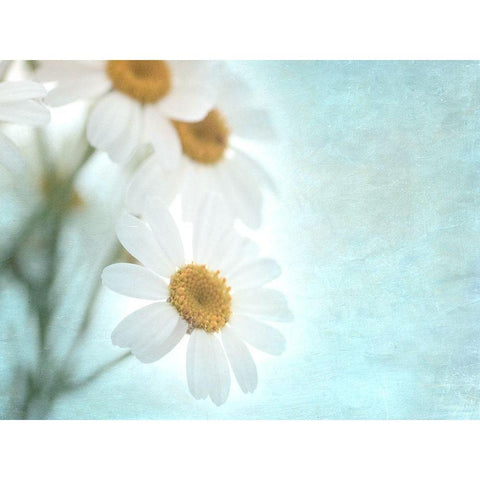 Daisy Love I Gold Ornate Wood Framed Art Print with Double Matting by Stalus, Judy