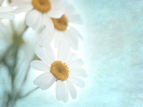 Daisy Love I White Modern Wood Framed Art Print with Double Matting by Stalus, Judy