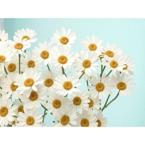 Daisy Love II White Modern Wood Framed Art Print by Stalus, Judy