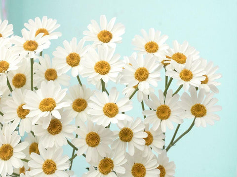 Daisy Love II White Modern Wood Framed Art Print with Double Matting by Stalus, Judy