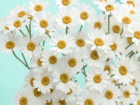 Daisy Love III White Modern Wood Framed Art Print with Double Matting by Stalus, Judy