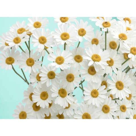 Daisy Love III Black Modern Wood Framed Art Print by Stalus, Judy