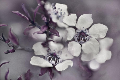 Tales from an Enchanted Glen I White Modern Wood Framed Art Print with Double Matting by Hunt, Gillian