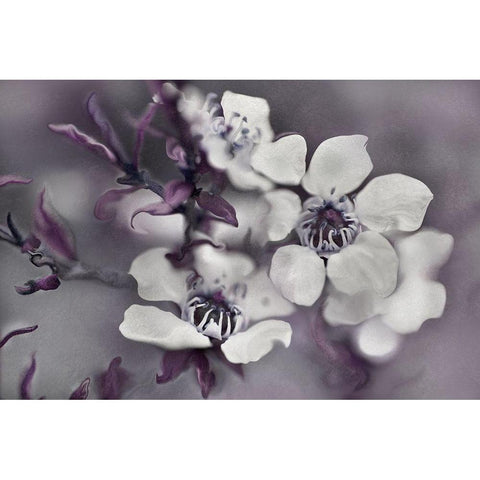 Tales from an Enchanted Glen I Black Modern Wood Framed Art Print with Double Matting by Hunt, Gillian