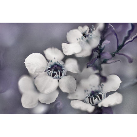 Tales from an Enchanted Glen II Black Modern Wood Framed Art Print with Double Matting by Hunt, Gillian