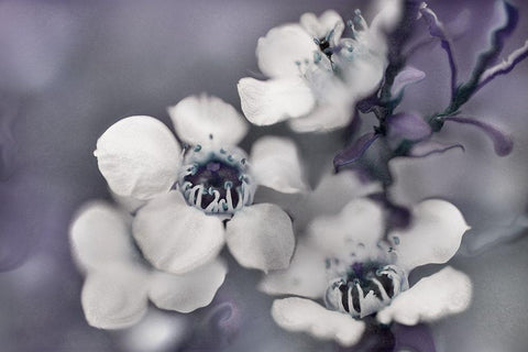 Tales from an Enchanted Glen II White Modern Wood Framed Art Print with Double Matting by Hunt, Gillian