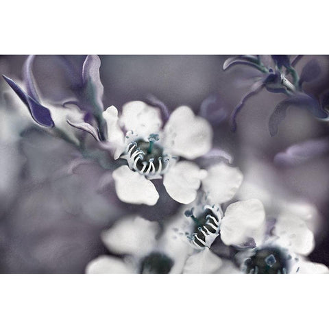 Tales from an Enchanted Glen III White Modern Wood Framed Art Print by Hunt, Gillian