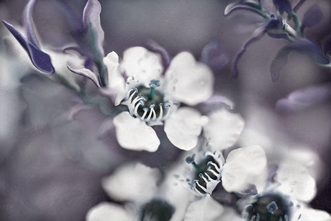 Tales from an Enchanted Glen III Black Ornate Wood Framed Art Print with Double Matting by Hunt, Gillian