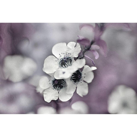 Tales from an Enchanted Glen IV Black Modern Wood Framed Art Print with Double Matting by Hunt, Gillian