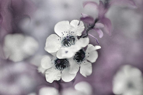 Tales from an Enchanted Glen IV Black Ornate Wood Framed Art Print with Double Matting by Hunt, Gillian