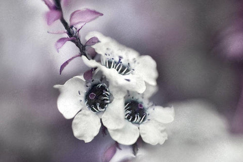 Tales from an Enchanted Glen V Black Ornate Wood Framed Art Print with Double Matting by Hunt, Gillian