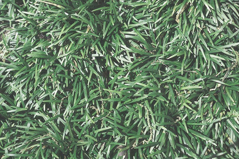 Natures Textures II Black Ornate Wood Framed Art Print with Double Matting by Stramel, Renee W.