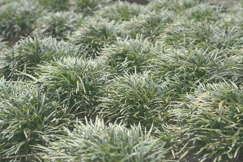 Natures Textures III White Modern Wood Framed Art Print with Double Matting by Stramel, Renee W.