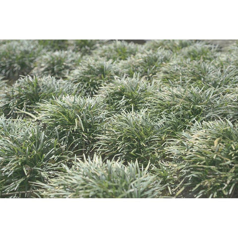 Natures Textures III White Modern Wood Framed Art Print by Stramel, Renee W.