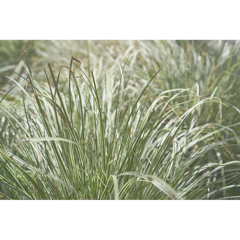 Natures Textures IV Black Modern Wood Framed Art Print with Double Matting by Stramel, Renee W.