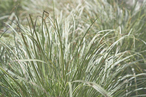 Natures Textures IV White Modern Wood Framed Art Print with Double Matting by Stramel, Renee W.