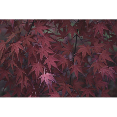 Natures Textures V Black Modern Wood Framed Art Print with Double Matting by Stramel, Renee W.