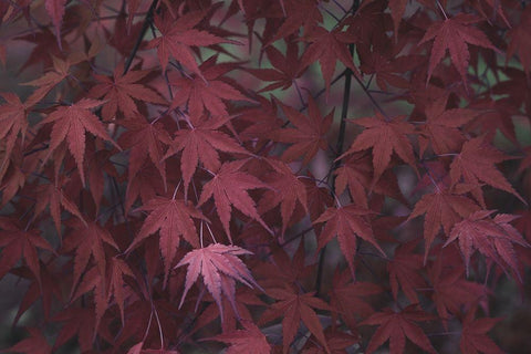 Natures Textures V White Modern Wood Framed Art Print with Double Matting by Stramel, Renee W.