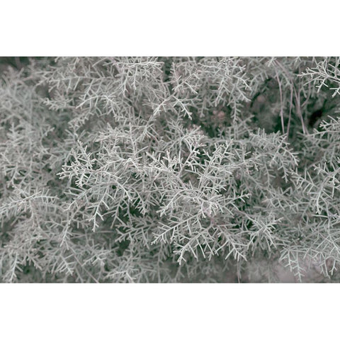 Natures Textures VI Black Modern Wood Framed Art Print with Double Matting by Stramel, Renee W.